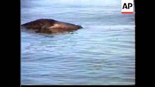 Turkey - Pictures of Lake Monster