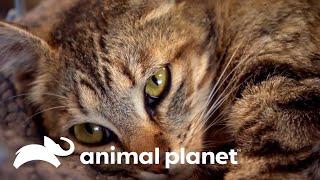 Veterinarios cuidan a gatita y a sus cachorros | Dr. Jeff, Veterinario | Animal Planet Latinoamérica