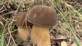 AMANITA CAESAREA y BOLETUS AEREUS 03/09/2022