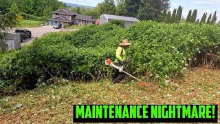 SLOPE OF OVERGROWN BLACKBERRIES GETS MOWED DOWN! #satisfying