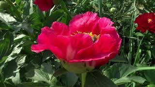 Пион Эйс оф Хартс / Peony Ace of Hearts - Сад на Волхове