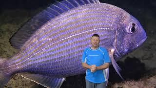 Perth Scuba club night dive at Jervoise Bay Cove