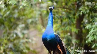 Burung merak dan kucing kucing lucu