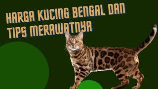 Harga Kucing Bengal Dan Tips Merawatnya#hargakucingbengal#animalabchannel6643