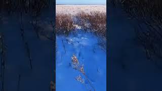 Охота на Зайца. Смотрите новый выпуск на канале. #охота #охота2023 #заяц #hunting #россия