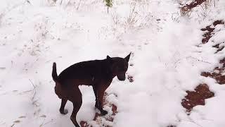 Chinese dog ｜ 唐狗对主人忠心耿耿，下大雪也来迎接，中华田园犬真神犬