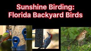 Sunshine Birding: Florida Backyard Birds