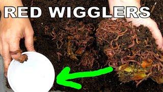 Compost worm farm Red Wigglers new bin