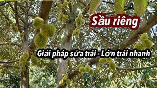 Sầu riêng chạy trái hơn 10 ngày, làm cách nào để chỉnh tròn trái, nở gai đều, trái lớn nhanh?