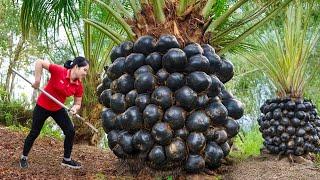 6 DAYS living in forest | Harvesting LUU Fruit & Go to Market Sell |  Use 3-wheeled Vehicle Harvest