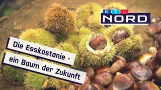 Die Esskastanie - Baum der Zukunft in Norddeutschland?