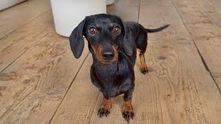 Family Diary- Almost an empty home- Working in the garden at our new home- Playtime Cat & Dogs.