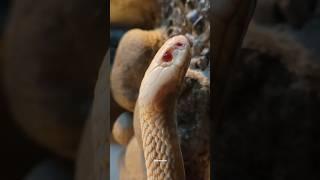 Rare and deadly, Albino Cobra.