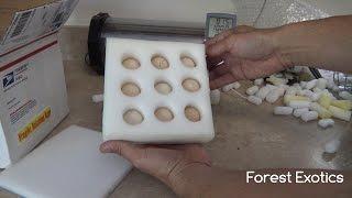 Red Golden Pheasant And Mountain Quail Fertile Eggs Unboxing