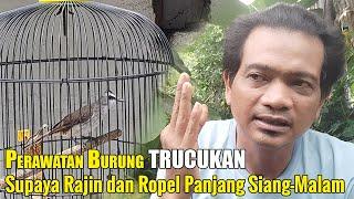 TIPS PERAWATAN TRUCUKAN AGAR ROPEL PANJANG || CARA MERAWAT TRUCUKAN BIAR ROPEL PANJANG