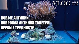 NanoReef 70L.  VLOG#2.  Новые актинии.  Актиния ковровые тапетум.  Первые трудности.