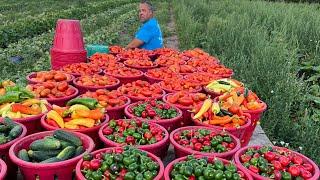 A VEGETABLE FARMERS AMAZING 2022 FROM PLANTING TO HARVEST