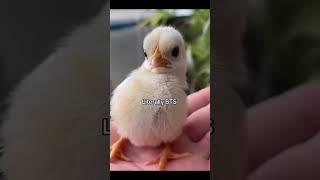 بتس / ركزولي على غمزة جين