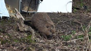 Trentham Estate - Why We're Reintroducing Beavers to Trentham