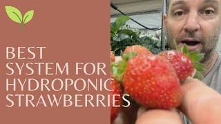 Growing hydroponic strawberries