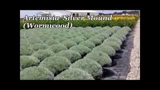 Best Perennials - Artemisia Silver Mound (Wormwood)