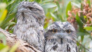 Ugly but CUTE = Tawny Frogmouths