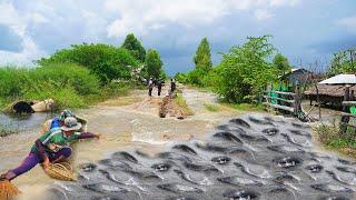 Best Catching & Catfish on the Road Flooded - Best Fishing in Village