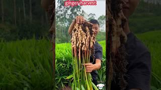 Ginger planting big reveal, pull out, easy harvest。    生薑種植大揭秘，一拔就出，輕鬆收穫