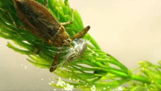 water scorpion feeding