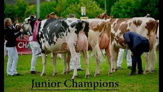 Bailey's Closer look at Slatabogie's Champion Heifer & Markus taps out his Champion Junior Holstein.