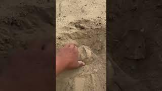 Fungus in sand~ #fungus #funny #healing #tiktok #mukbang #yummy #reels #douyin #memes