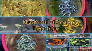 Khuyến Mãi Cuối Năm Cá 7 Màu Tuyển Giống Siêu Đẹp Giá Siêu Rẻ. Guppy Thuần Chủng