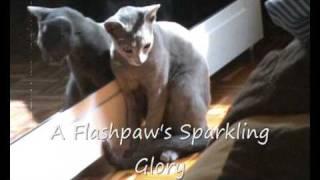 A Flashpaw's Sparkling Glory