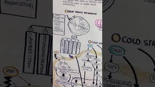 cellular stress #stress#physicalstress,#letsdrawit in #sigmarule #biotrend07#umerfarooqbiology#postr