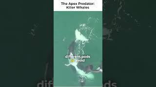 The Apex Predator: Killer Whales