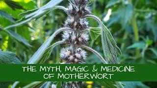 The Myth, Magic and Medicine of Motherwort (Leonurus cardiaca)