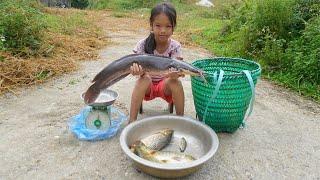 Fishing with earthworms, ancient fish trapping technique, Highland girl nhu harvests fish to sell