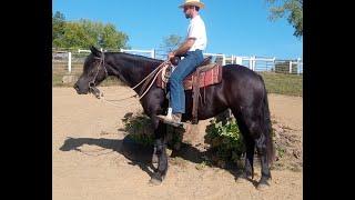 "Zenda"  16h Friesian perch cross