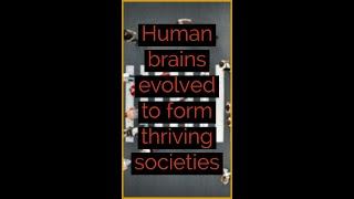 Human brains evolved to form thriving societies