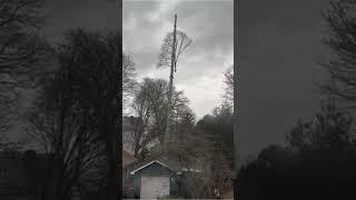 Professional Arborists | Tree Worker and Crane Operator Work in Sync to Remove Tree