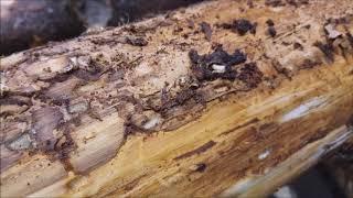 Spruce Bark Beetle