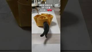 202505 뭉이의 새로운 고양이장난감 치즈만두 놀이터널 #브리티쉬숏헤어블루 #브리티시쇼트헤어 #귀여운고양이 #고양이일상 #cutecat #고양이장난감