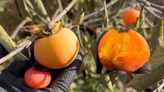 Rossyanka (Russianka) & Early Golden Persimmon First Taste Test