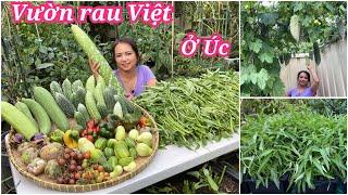 Bội thu rau muống, ớt chuông, khổ qua, mướp hương, bầu sau vườn ở Úc