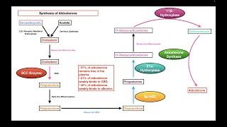 Synthesis of Aldosterone
