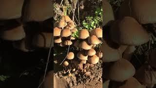 Hypholoma capnoides Fungus