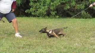 AKC Belgian Malinois puppies -KNPV-personal protection dogs