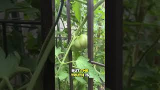 Growing Tomatoes (Expectations vs Reality)