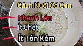 Cách Nuôi Cá Bảy Màu Con Mau Lớn Ít Chết | Đức Thiện GP