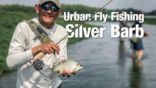 Urban Fly Fishing for Silver Barb in Malaysia (Pancing layang lampam besar di bandar)